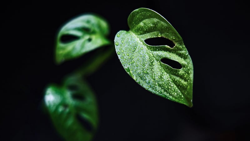 Monstera Deliciosa Plant